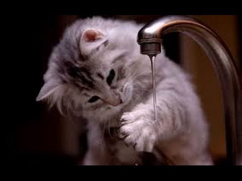 Ca khúc   Vì sao con mèo rửa mặt 